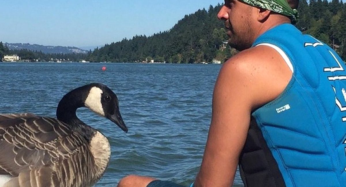 Boğulmaktan Kurtardığı Kaz, Can Yoldaşı Oldu