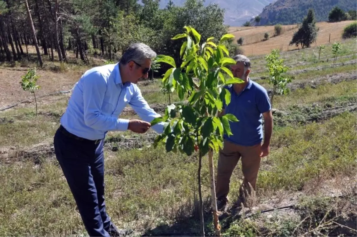 Gümüşhane\'de Yıllarca Yanlış Tür Ceviz Dikilmiş