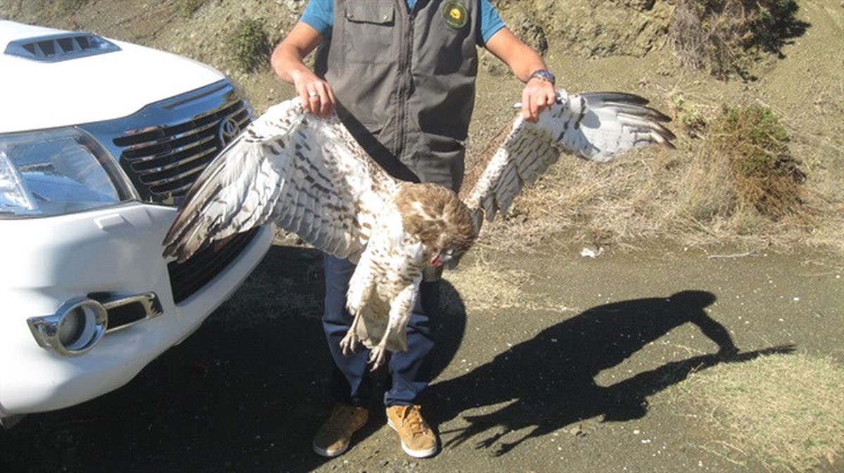 Hatay\'da Kaçak Avcılara Ceza
