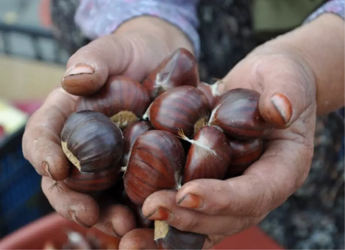 Kestane Hasadı Başladı