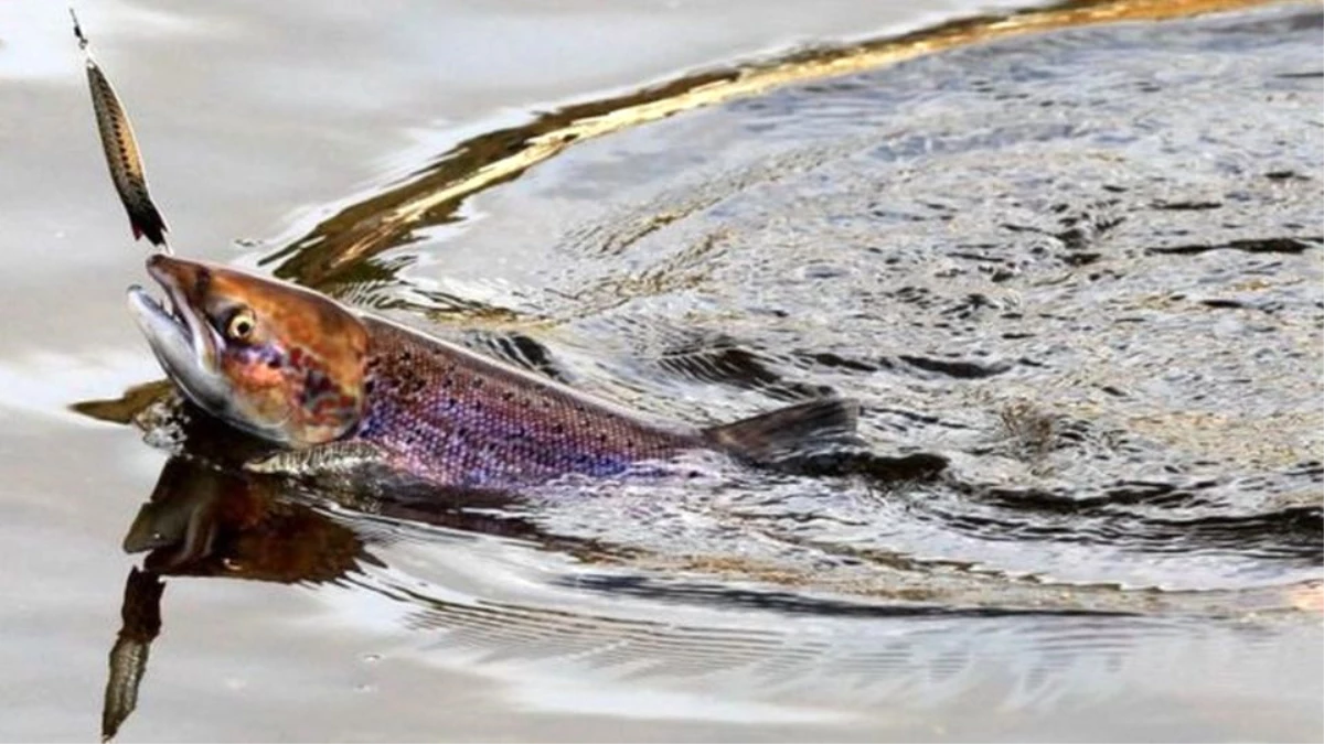 Oltayla Balık Avlamak Olimpiyat Sporu Sayılır Mı?