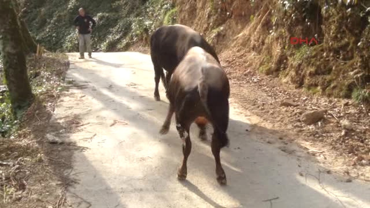 Rize Kapıştığı Boğayı Yoldan Aşağı Attı