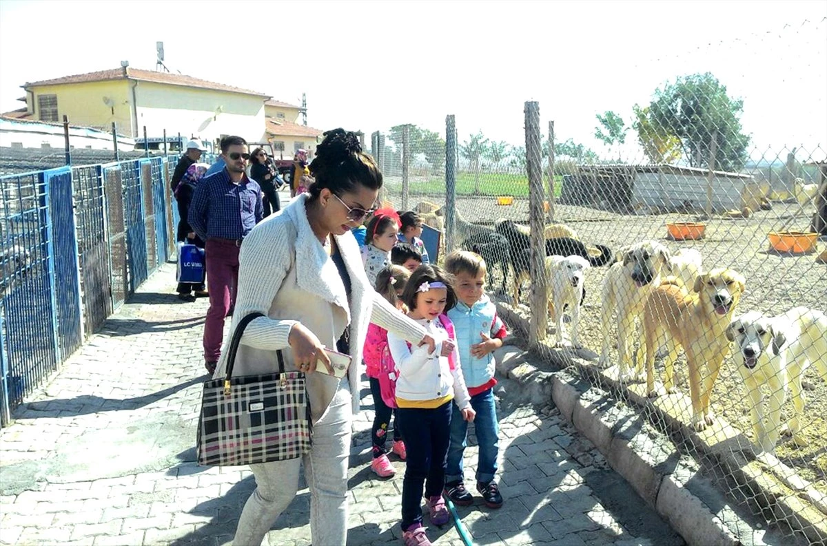 Ana Sınıfı Öğrencileri Hayvan Barınağını Ziyaret Etti