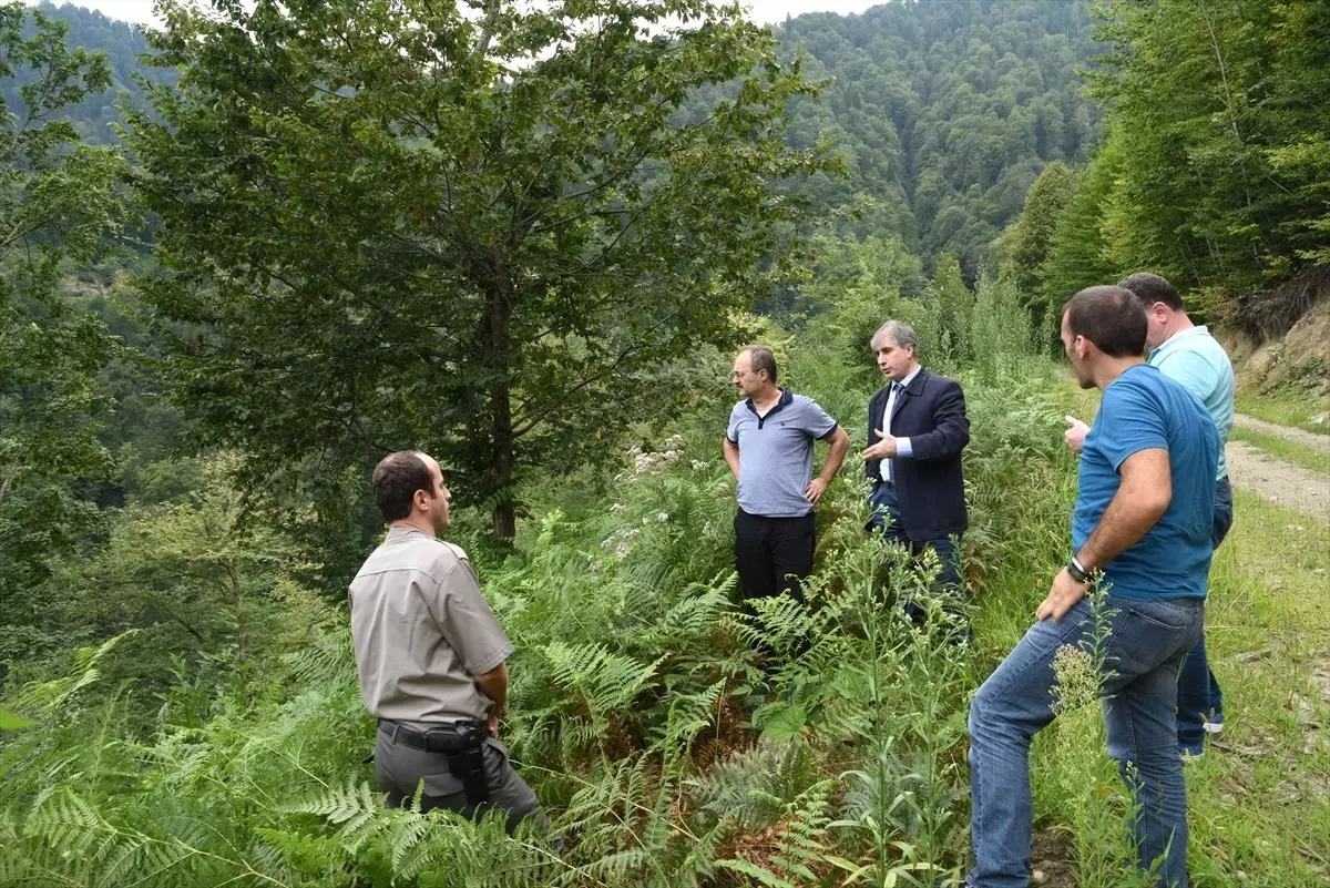 Artvin Orman Bölge Müdürü Gurbetoğlu Açıklaması