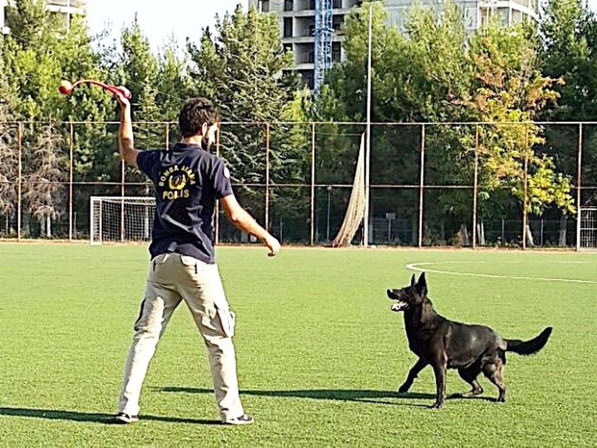 Bomba Arama Köpeği "Gece" Türkiye Birincisi Oldu