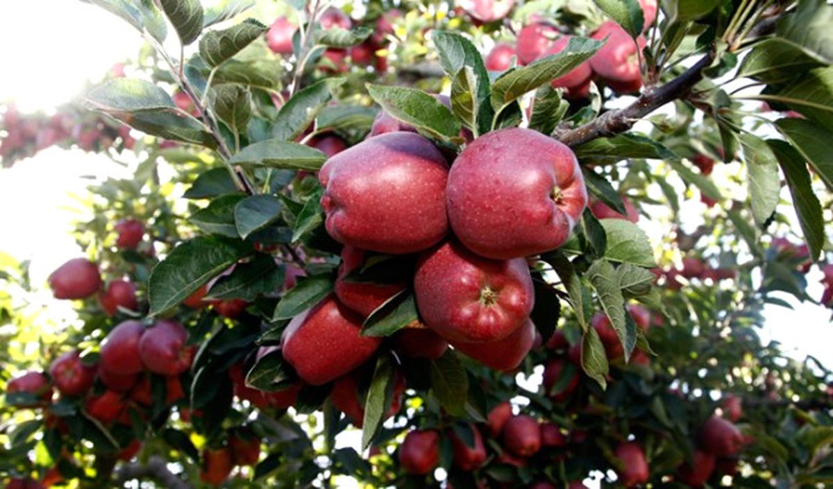 Lezzetini Rakımından Alan Elma!