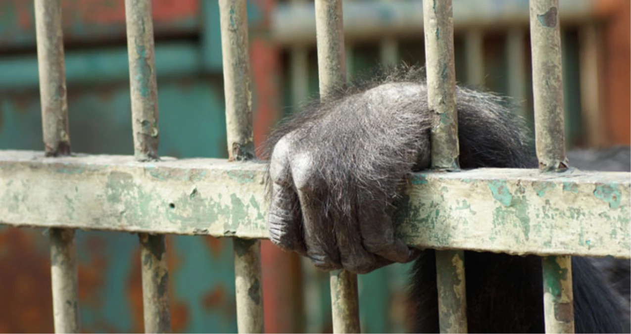 Londra Hayvanat Bahçesi\'nde Kaçak Goril Paniği