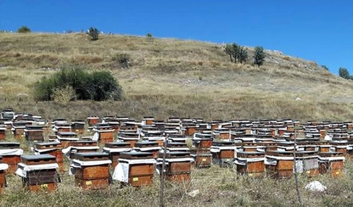 Samsun\'da Bal Üretimi Yüzde 40 Düştü
