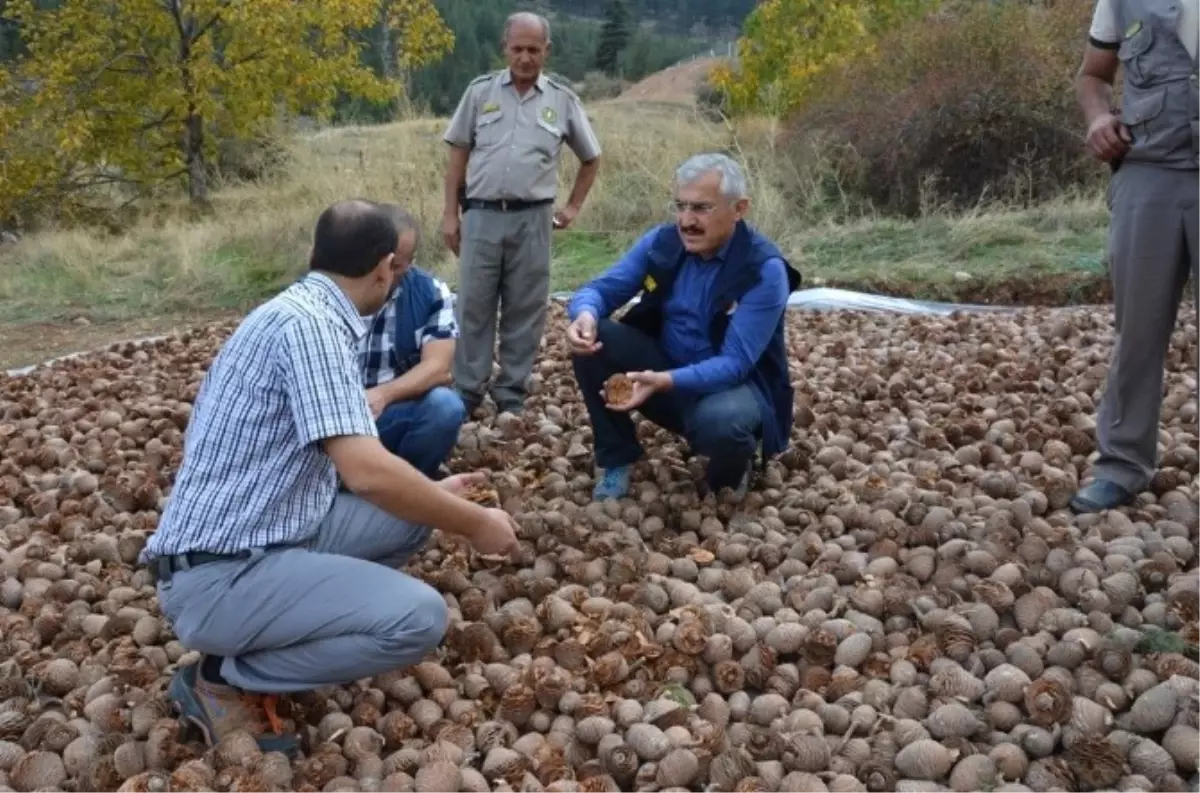 Sedir Tohumları Toprakla Buluşmaya Hazırlanıyor