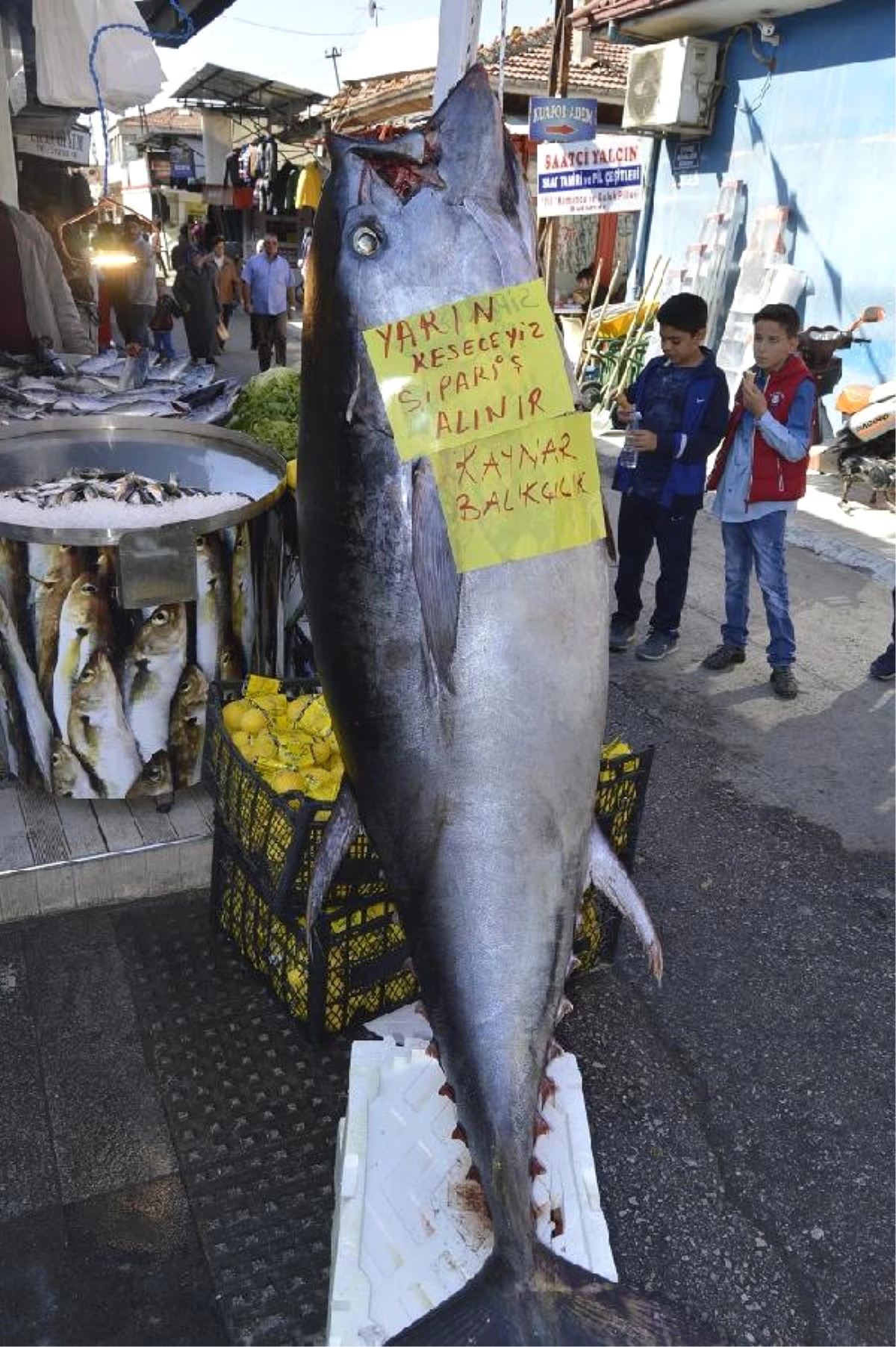 200 Kiloluk Balık Görenleri Şaşkına Çevirdi
