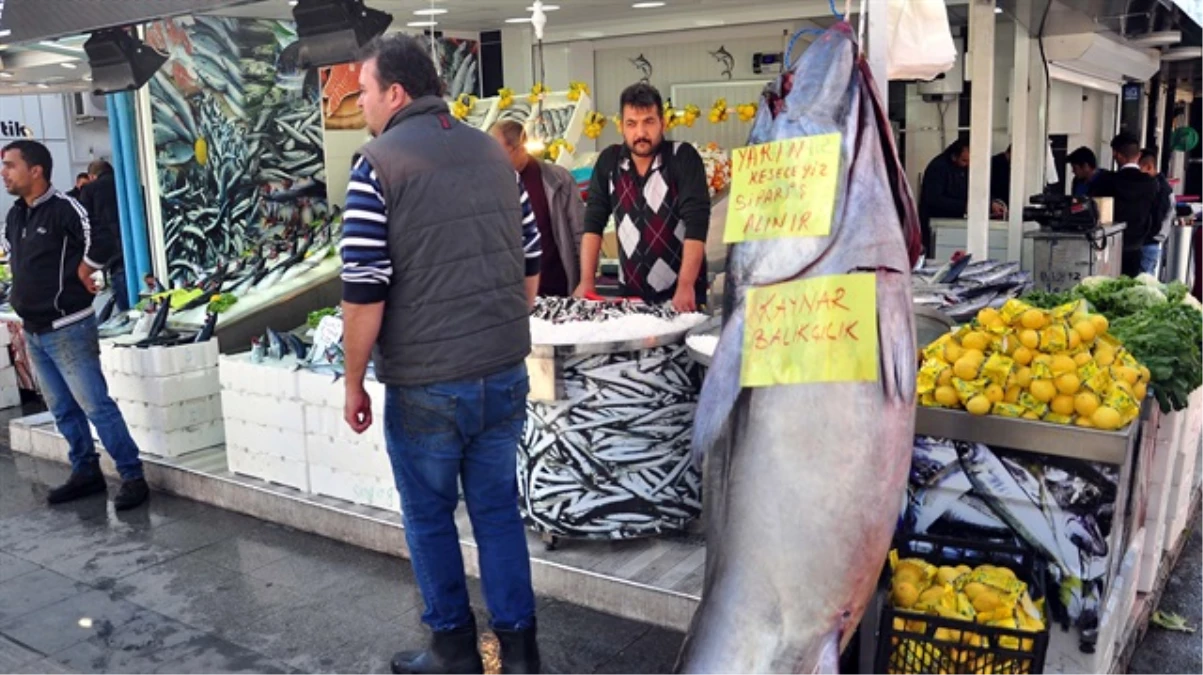 220 Kilogram Orkinos İlgi Odağı Oldu