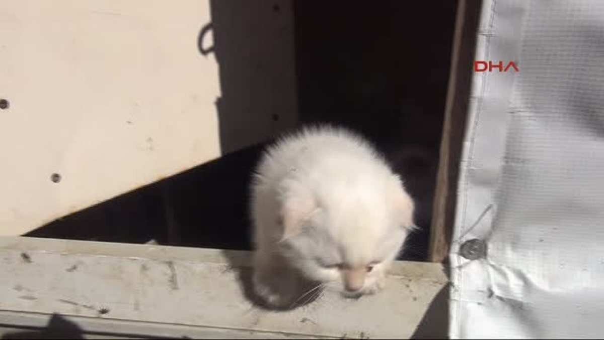 Edirne - Gümrükten Ihale Ile Kedi Satışı
