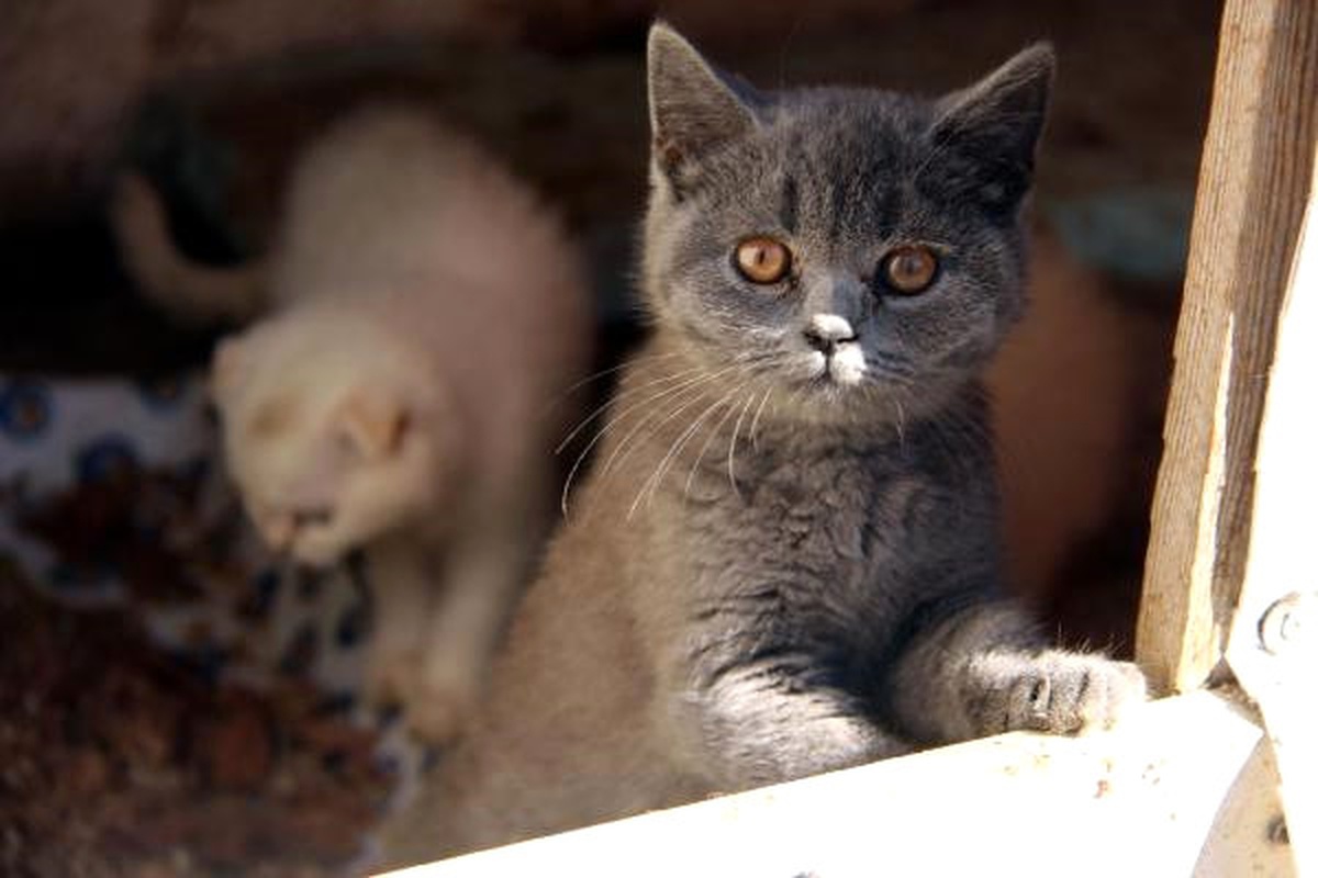 Gümrükten İhale ile Kedi Satışı (2) - Yeniden
