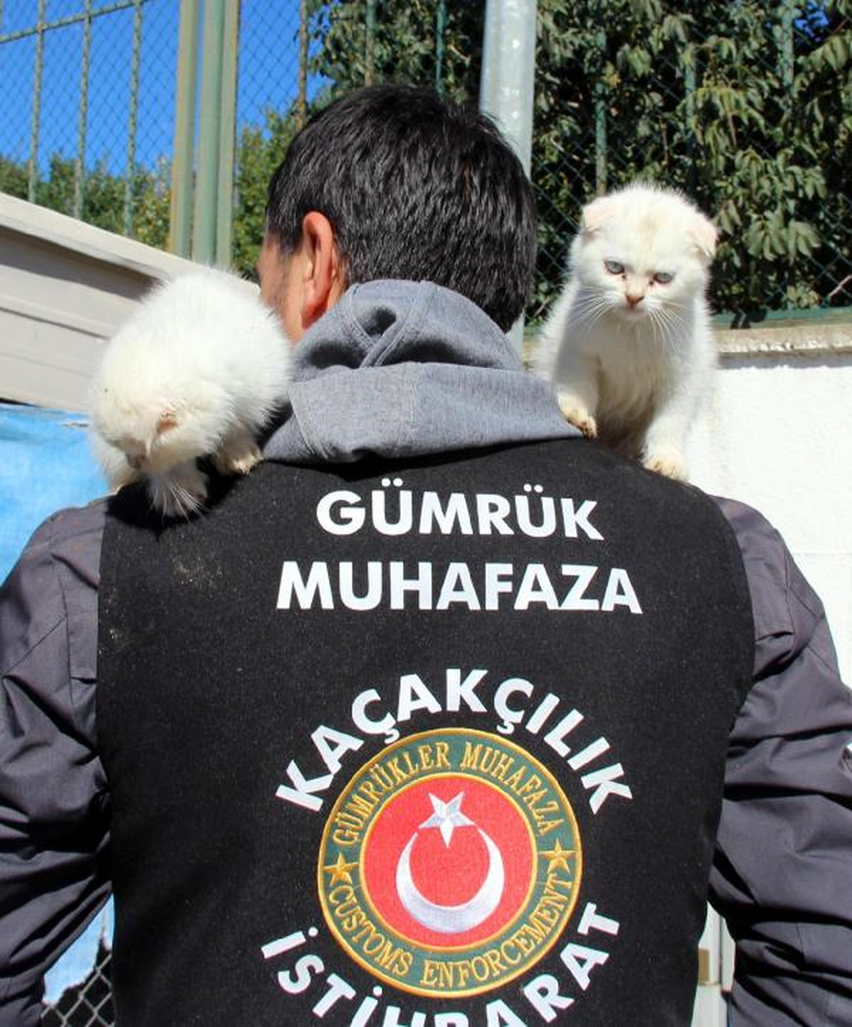 Gümrükten İhale ile Kedi Satışı! Tanesi 7 Bin 80 Liradan Satılacak