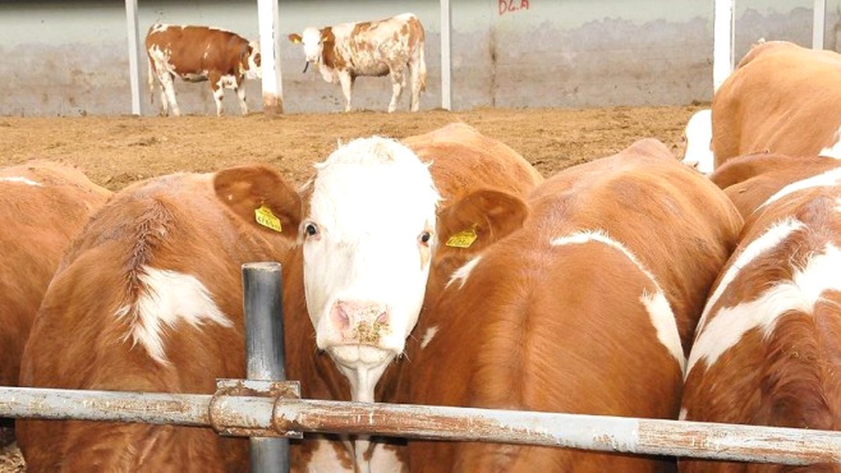 Milli Tarım Projesi Üreticiye Destek Sağlayacak