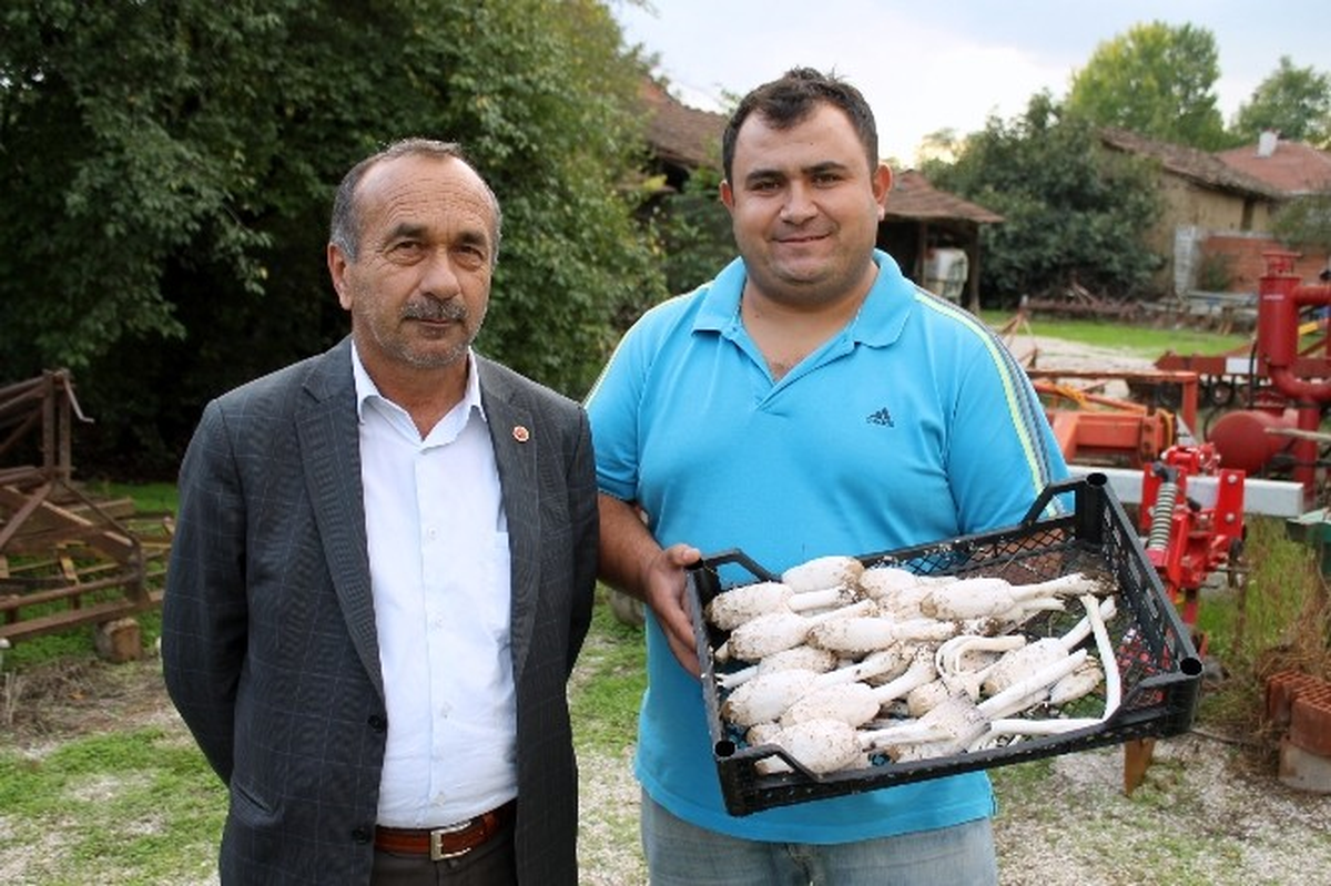 Senede İki Sefer Görülen Söbelek Mantarı Altından Daha Değerli