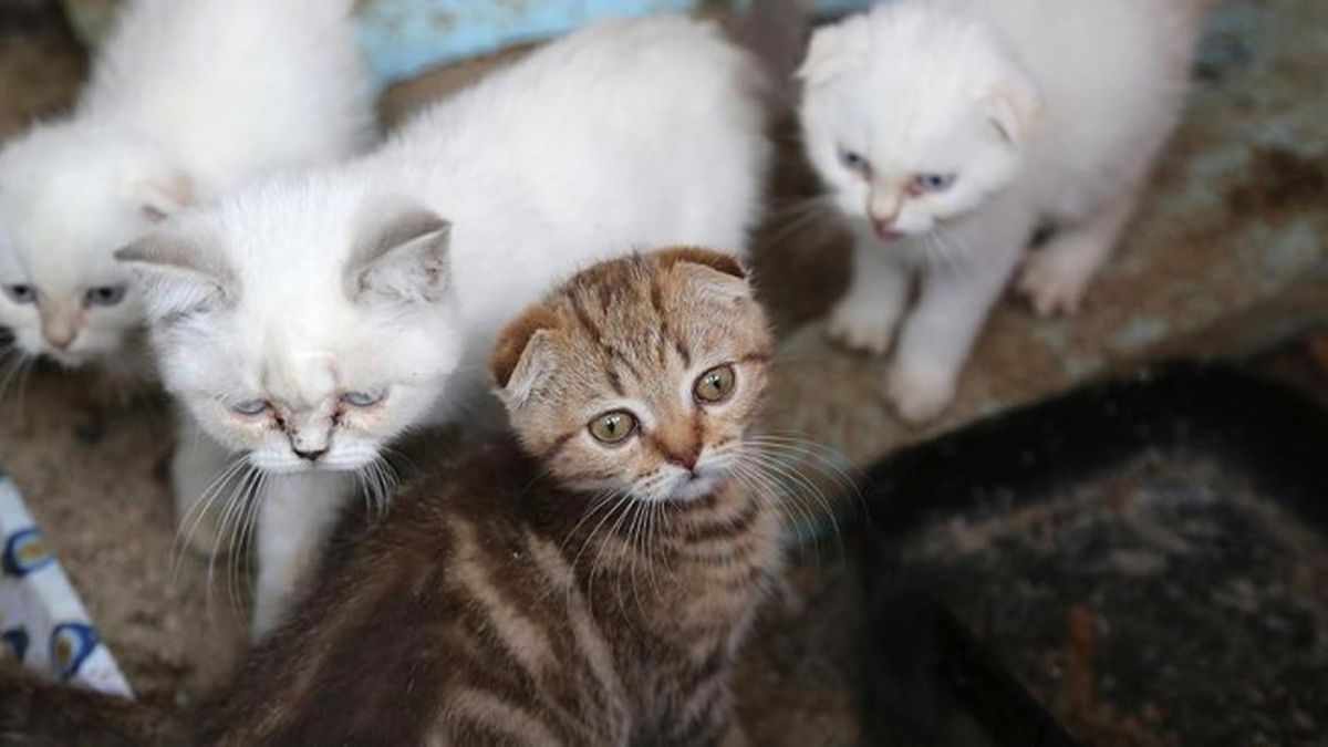 Sınırda Yakalanan Kediler Açık Artırmayla Satılacak