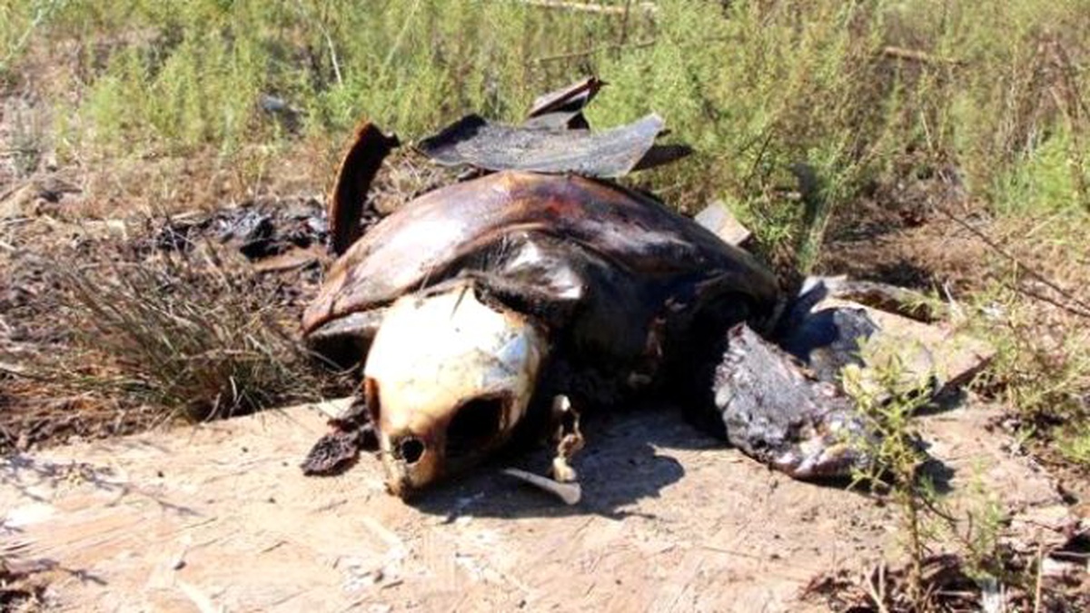Yakılmış Caretta Caretta Bulundu