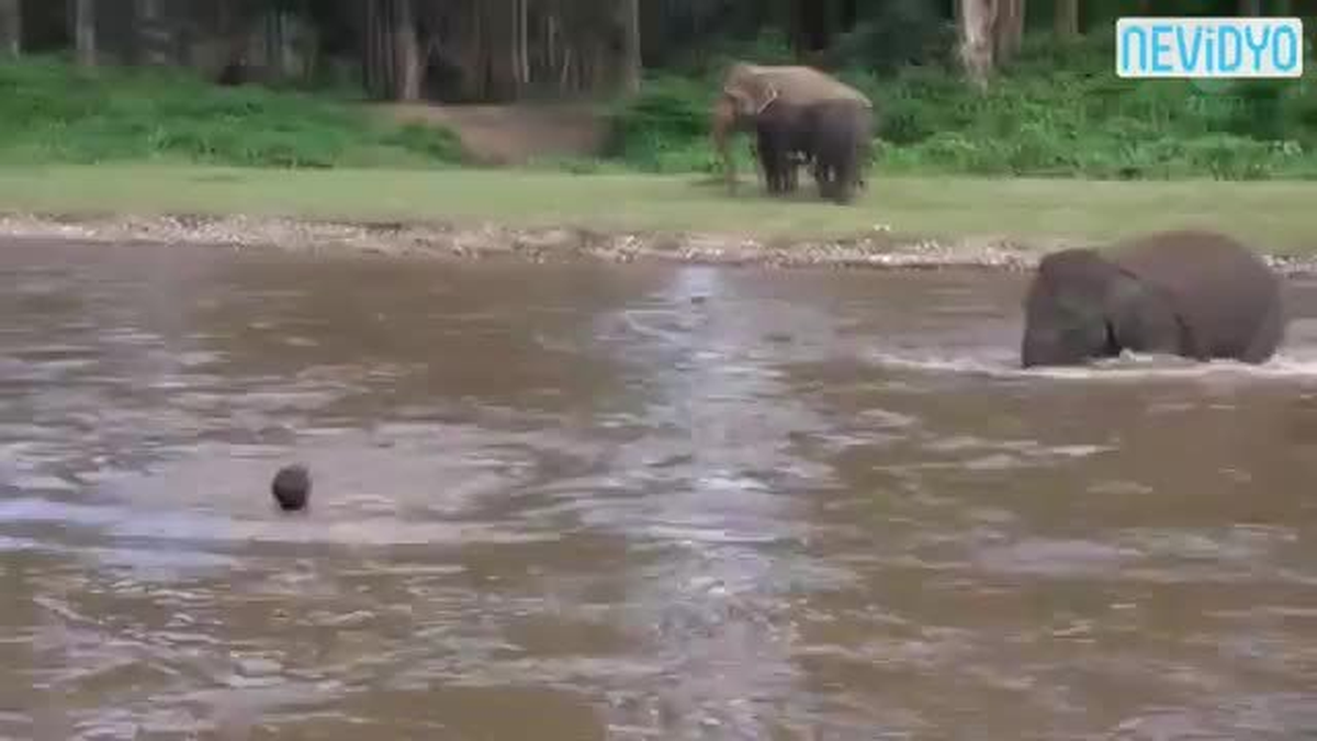 Yardımına Geleni Görünce Şok Olacaksınız!