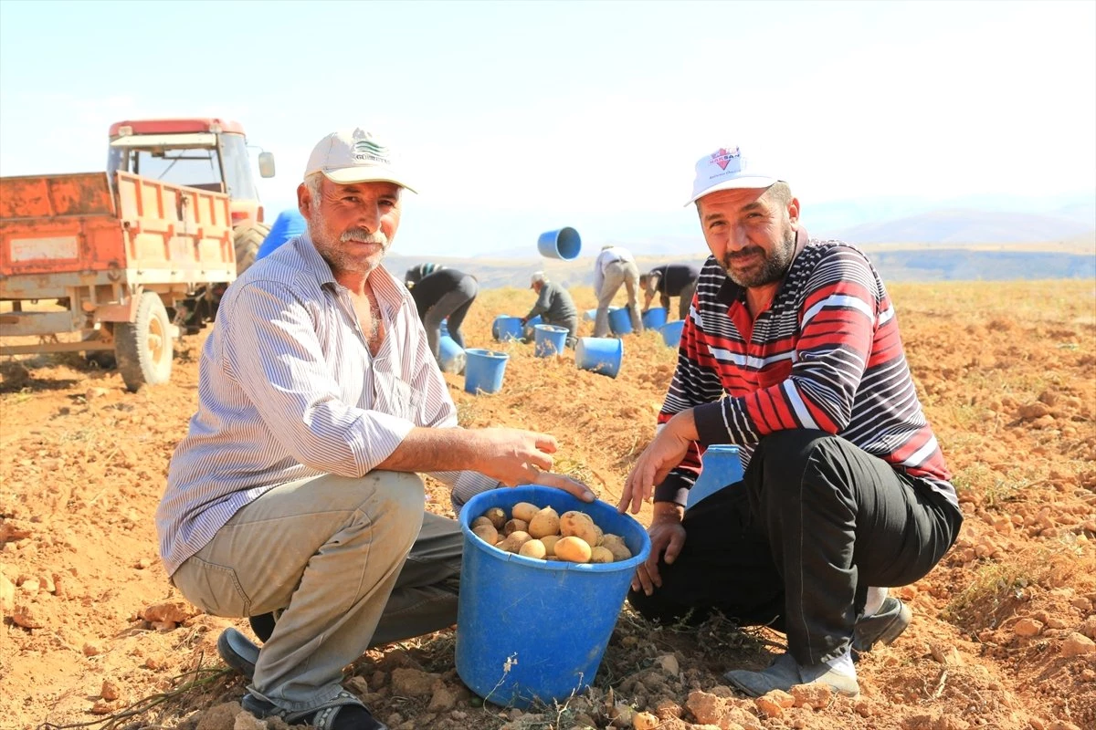 Yerli Patates Darende Ekonomisine Katkı Sağlıyor