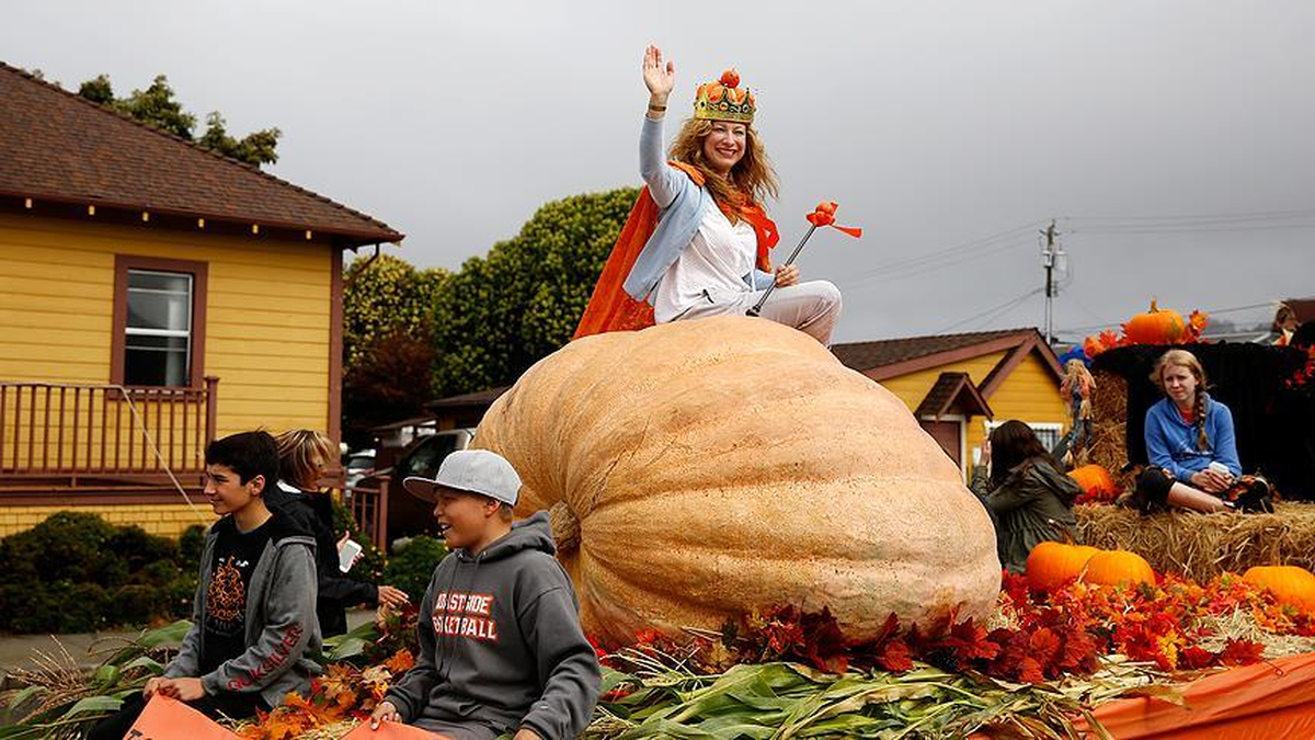 866 Kilogramlık Bal Kabağı Sergilendi