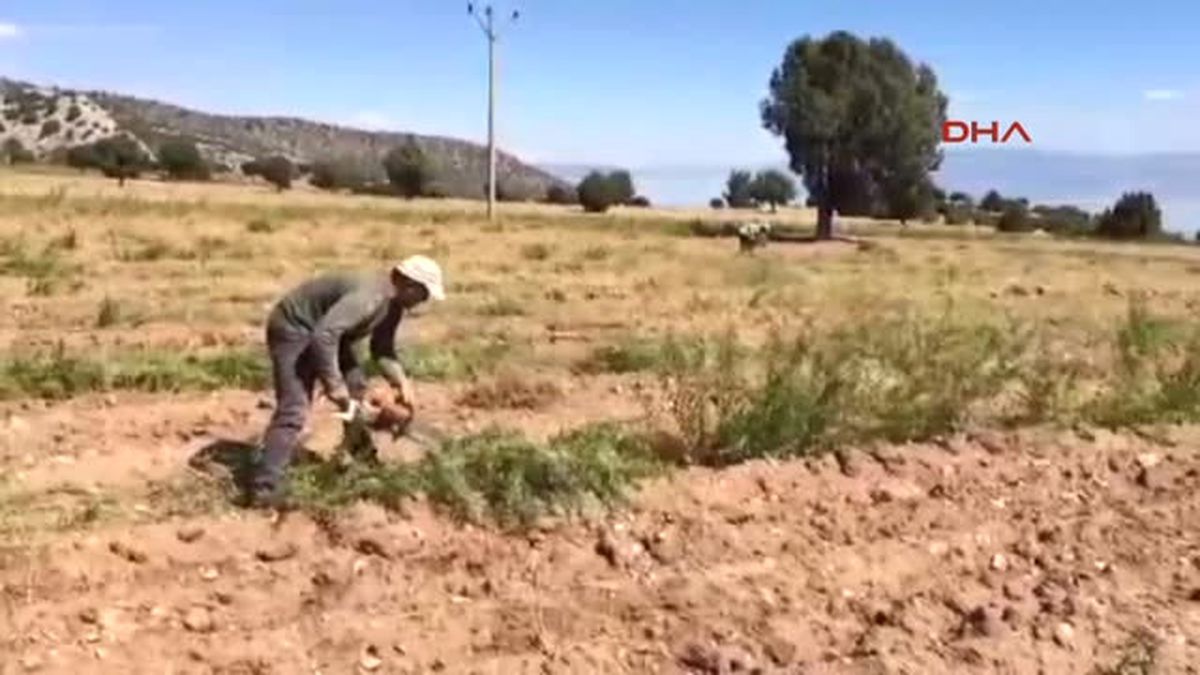 Burdur - Lisinia\'da Limon Melisa Yetiştirildi