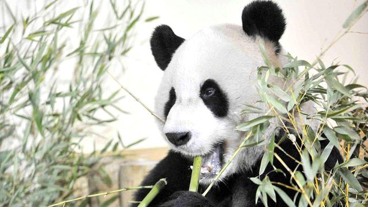 Dünyanın En Yaşlı Pandası Öldü