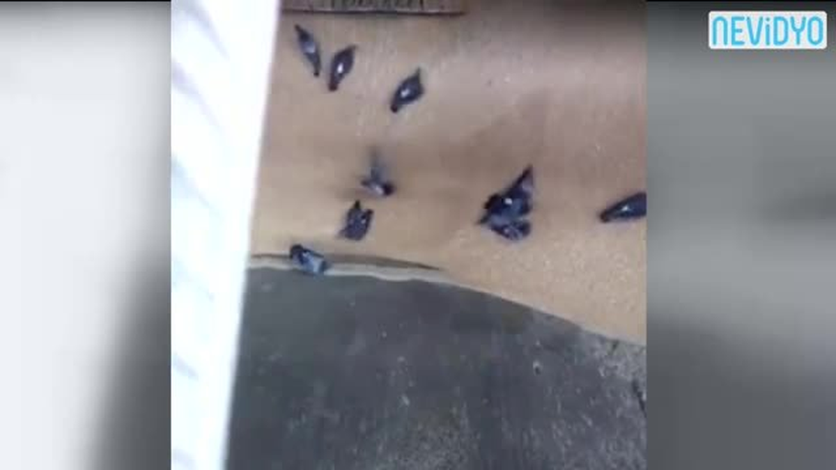 Kuşlar Tek Tek Ölüme Gitti