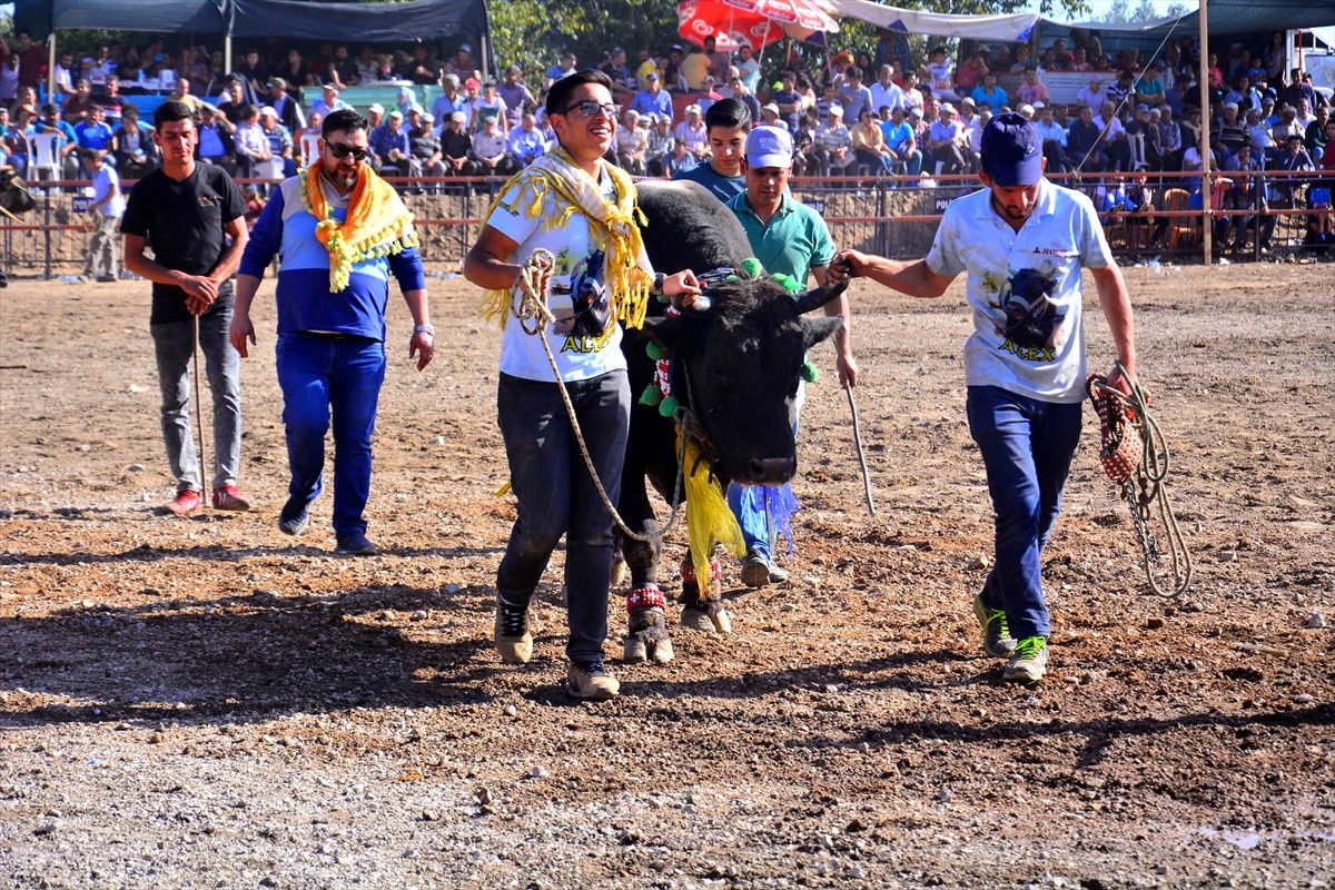 Muğla\'da Boğa Güreşleri Festivali Yapıldı