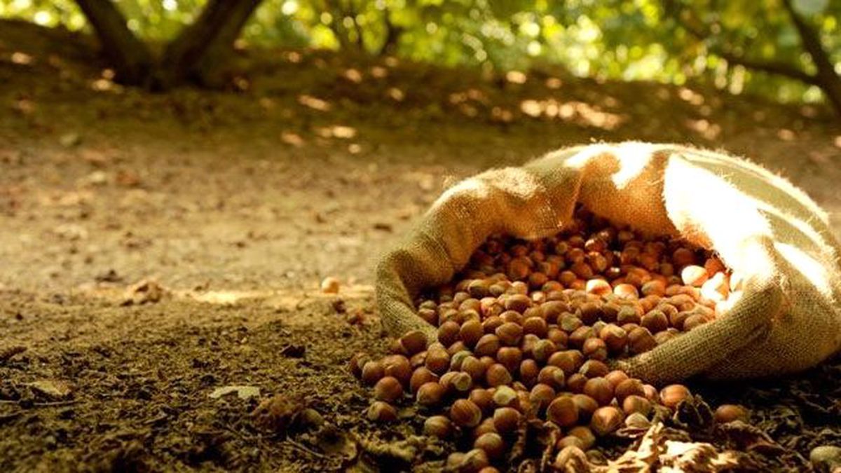 İtalyanların Türk Fındığını Kötü Gösterme Çabasına Cevap: Ciddiye Almıyoruz