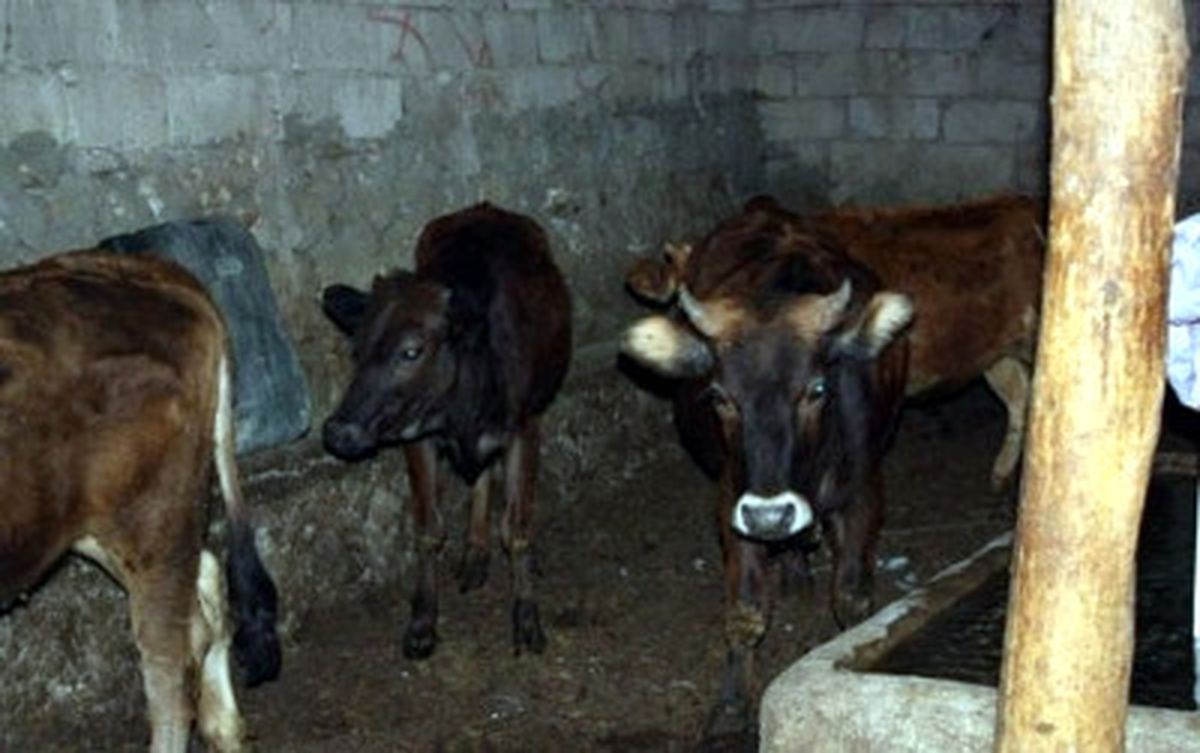 Ardahan\'da Hayvan Hırsızlığı