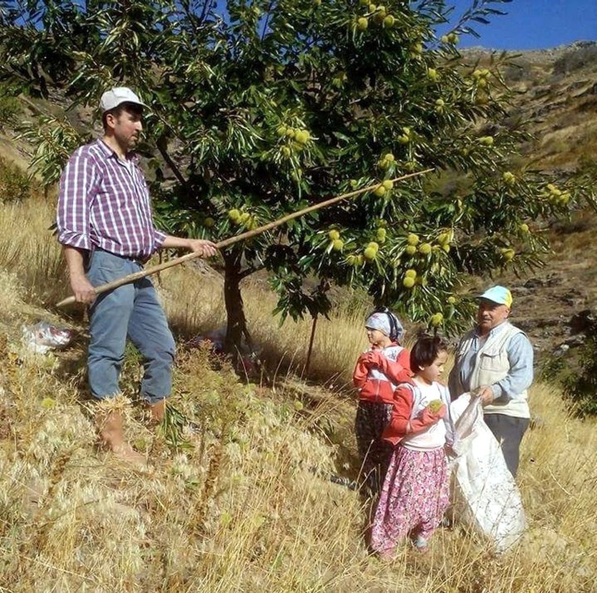 Aydın\'da Kestane Hasadı Başladı