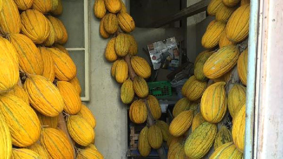 Deprem Askıdaki 25 Ton Kırkağaç Kavununu Devirdi