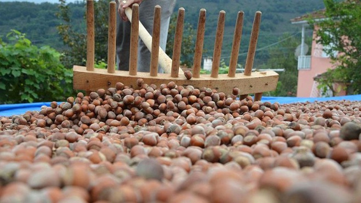 İtalyanlar, Türk Fındığını \'Tehlikeli Ürün\' Listesine Aldı