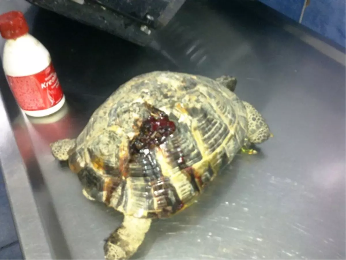 Kabuğu Kırılan Yaralı Kaplumbağa Tedavi Edildi