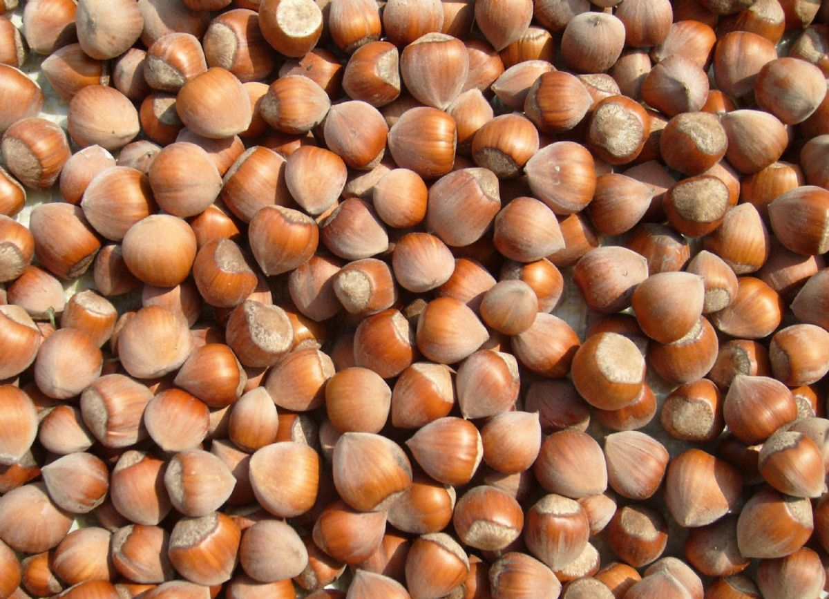 Samsun Ticaret Borsası