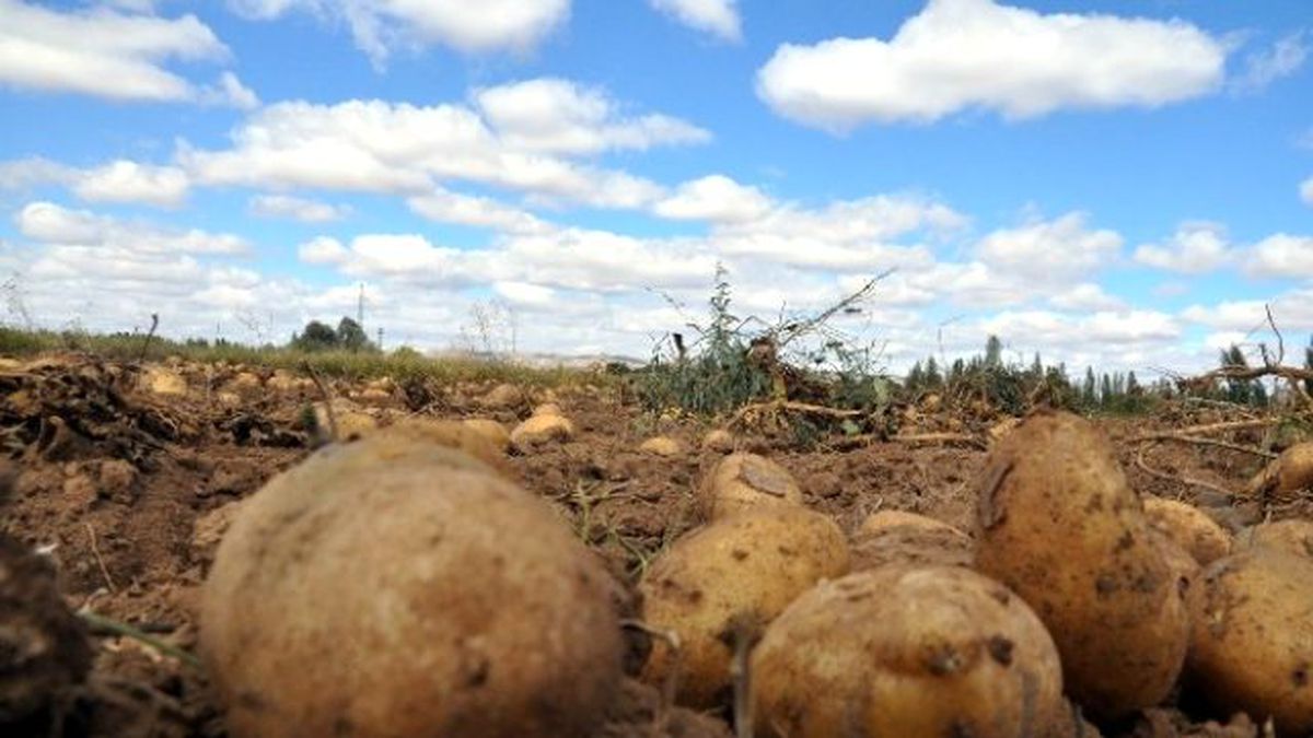 Patates Çiftçisinin Gözü Rusya Pazarında