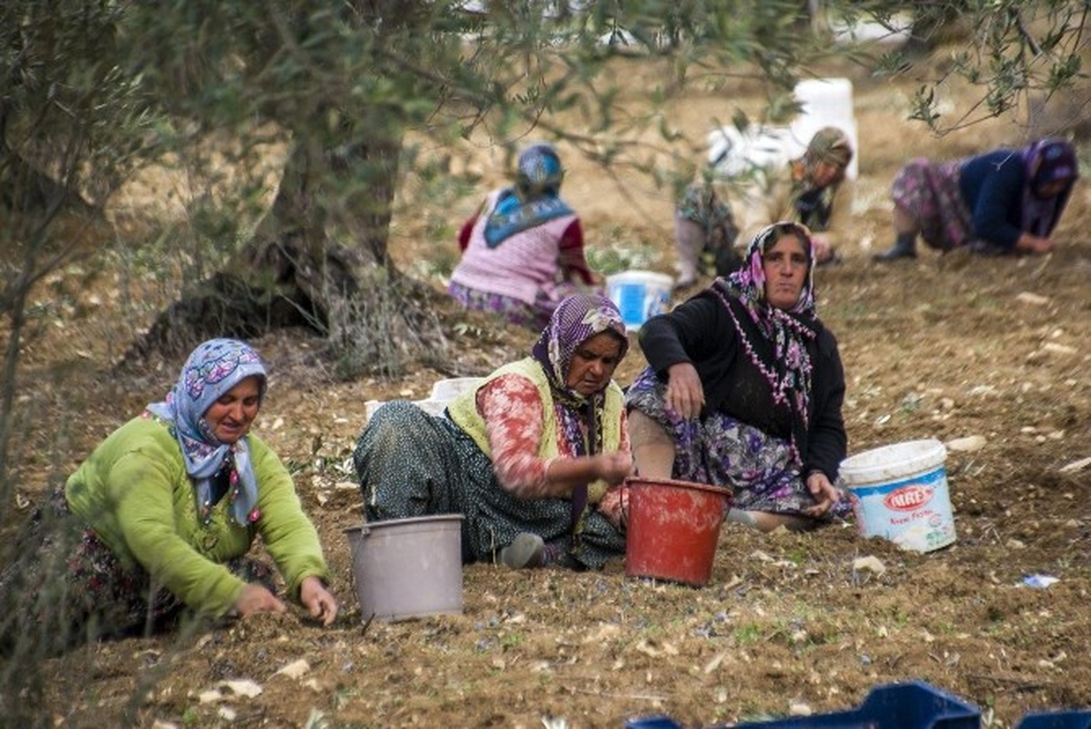 Tariş Sezona Avans Fiyat ile Girecek