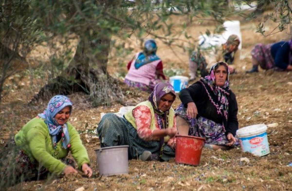 Tariş Sezona Avans Fiyat ile Girecek