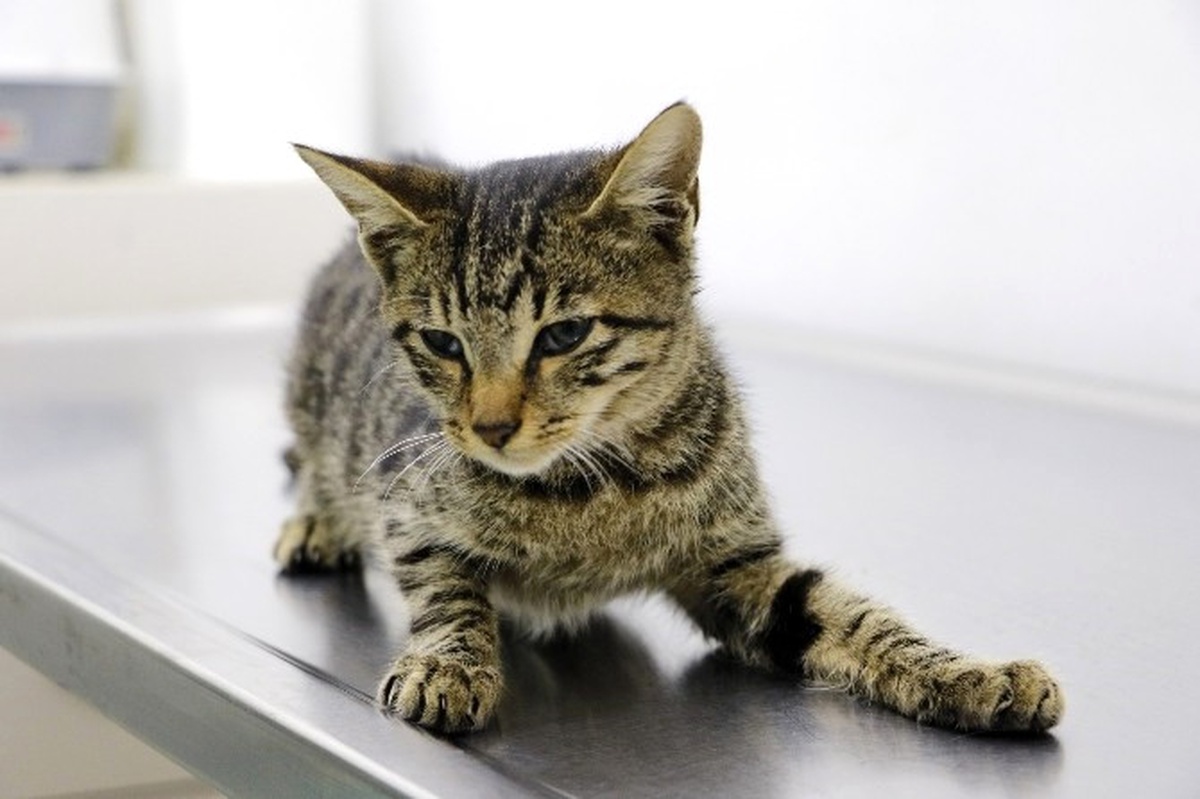 Tecavüze ve İşkenceye Uğrayan Kedi, Yaşam Savaşı Veriyor
