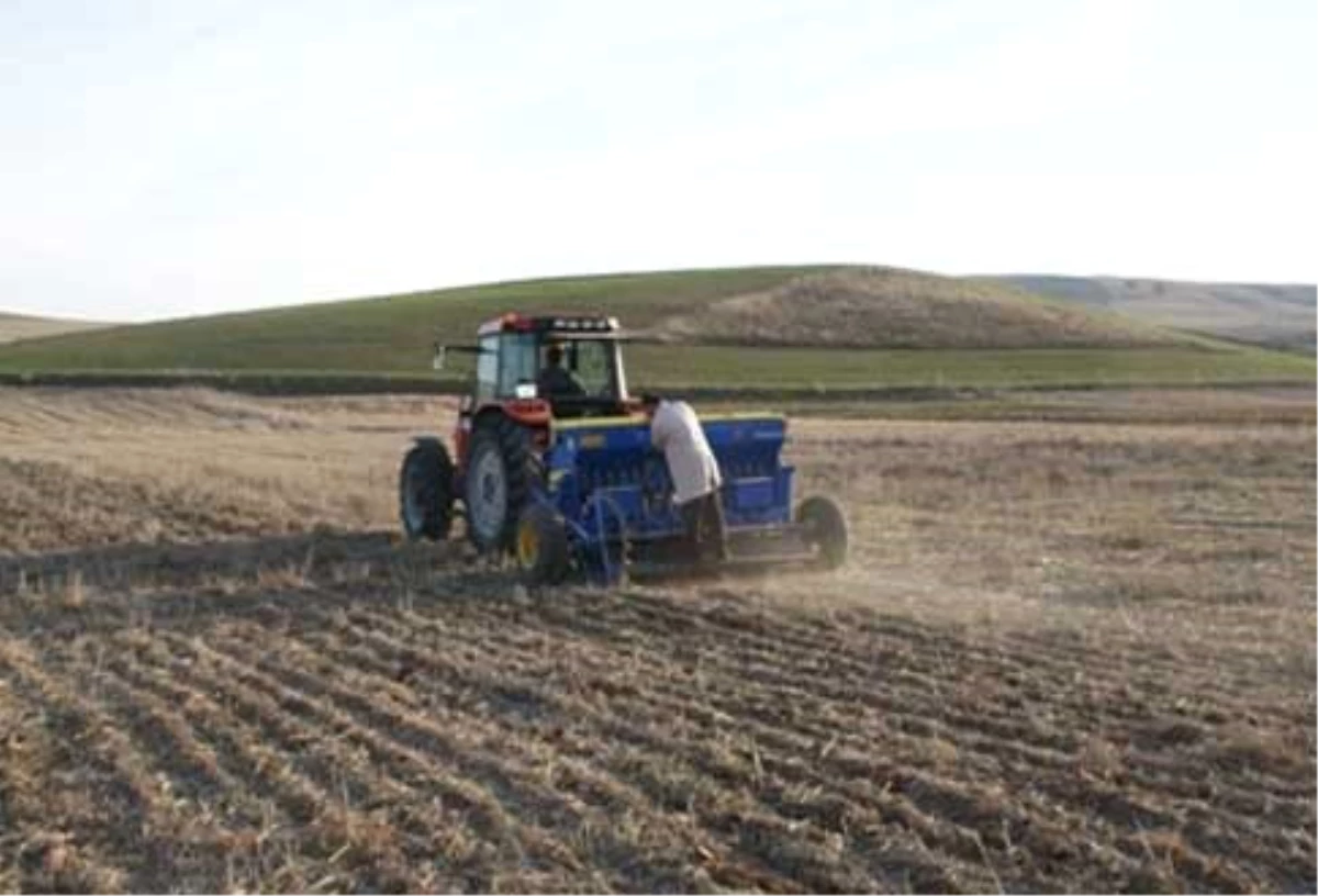 Tosya\'da Çiftçiler Buğday Ekimine Başladı