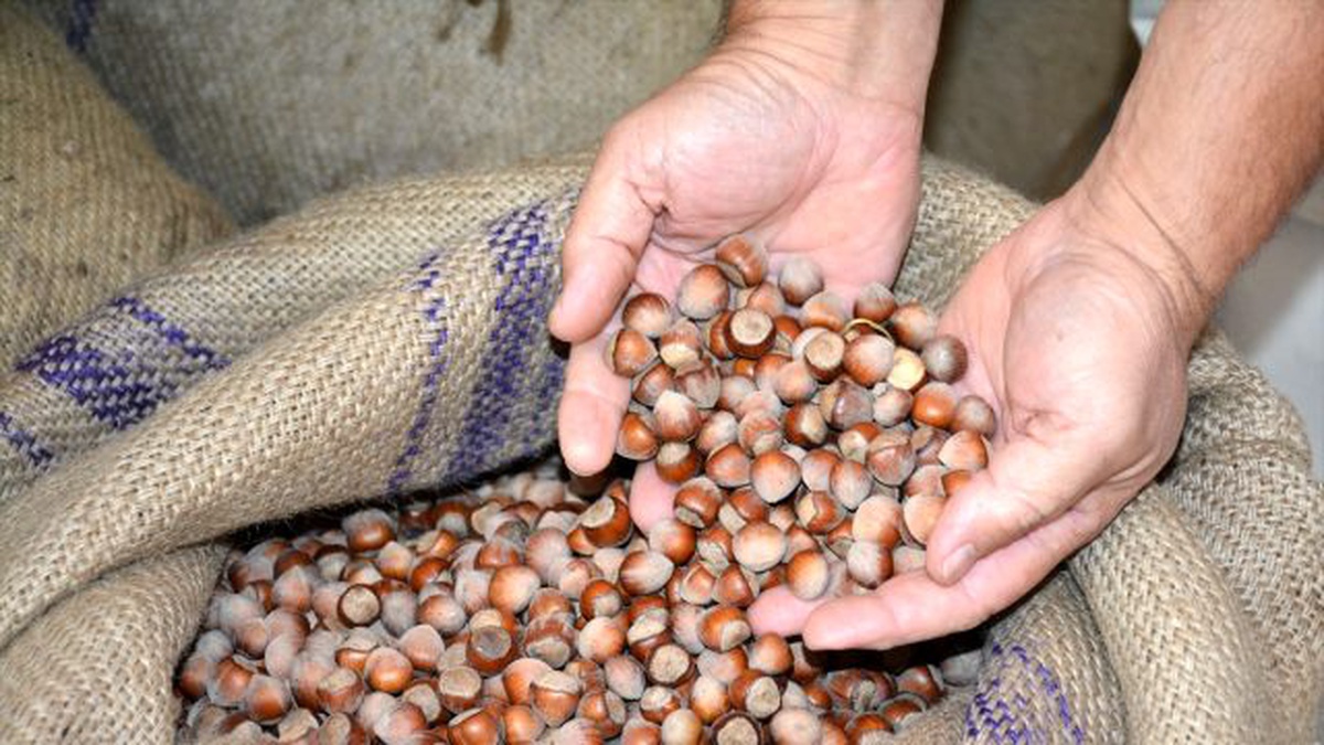 Fındık Fiyatlarındaki Beklenti