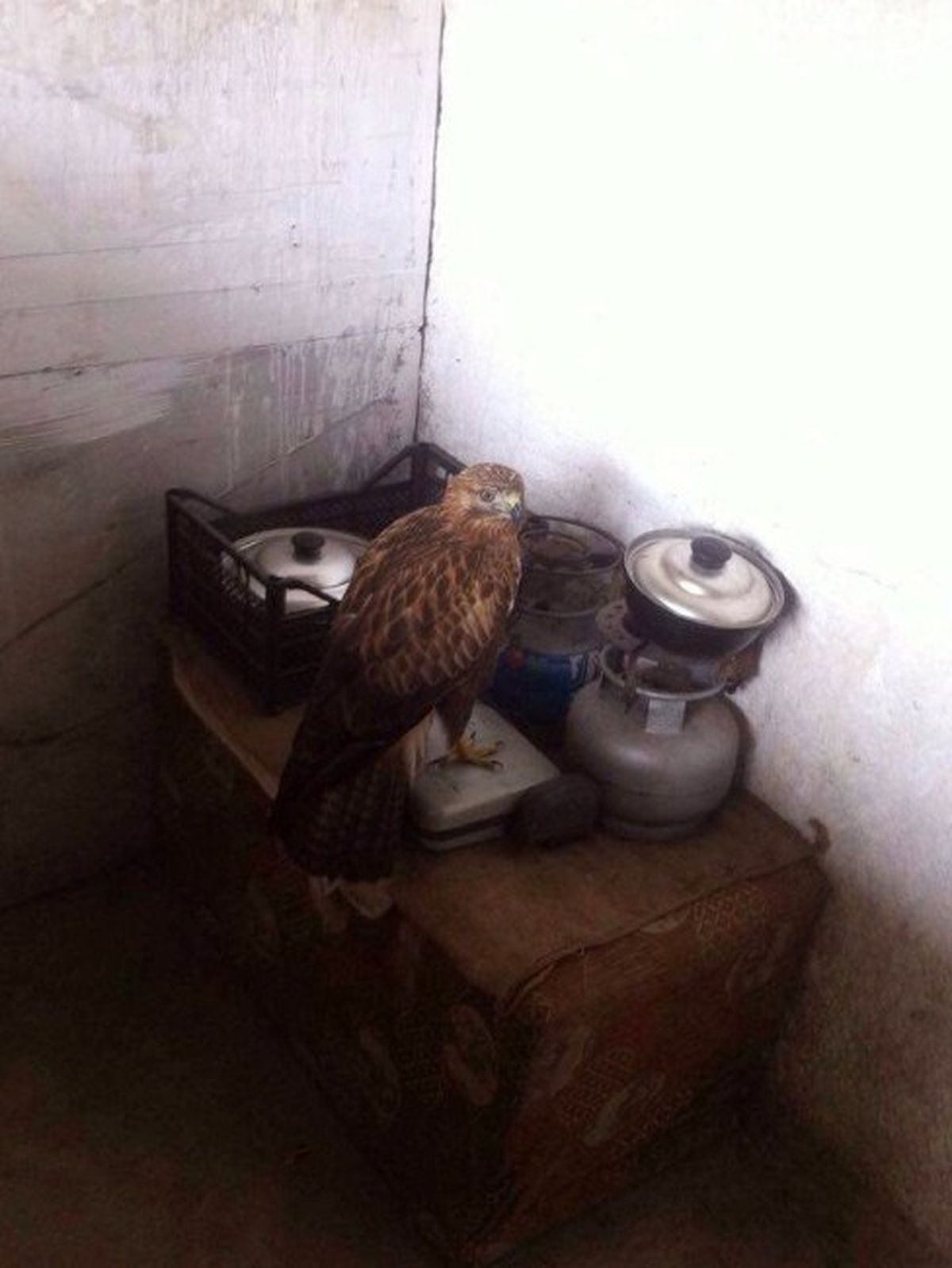 Yaralı Şahin Tedavi Altına Alındı