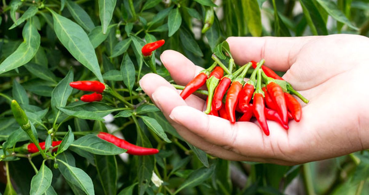 Acı Biber Yiyen Adamın Boğazı Delindi
