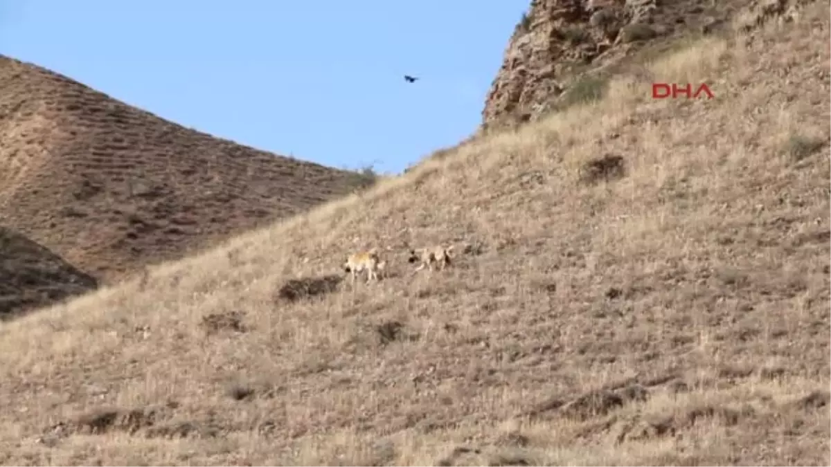 Erzurum Aç Sokak Köpekleri 7 Koyunu Yedi