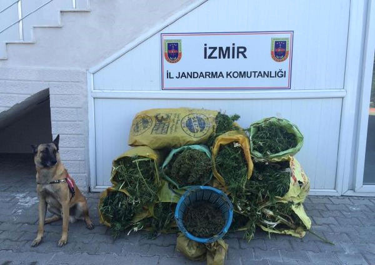 İzmir\'de 86.5 Kilo Esrar Ele Geçirildi