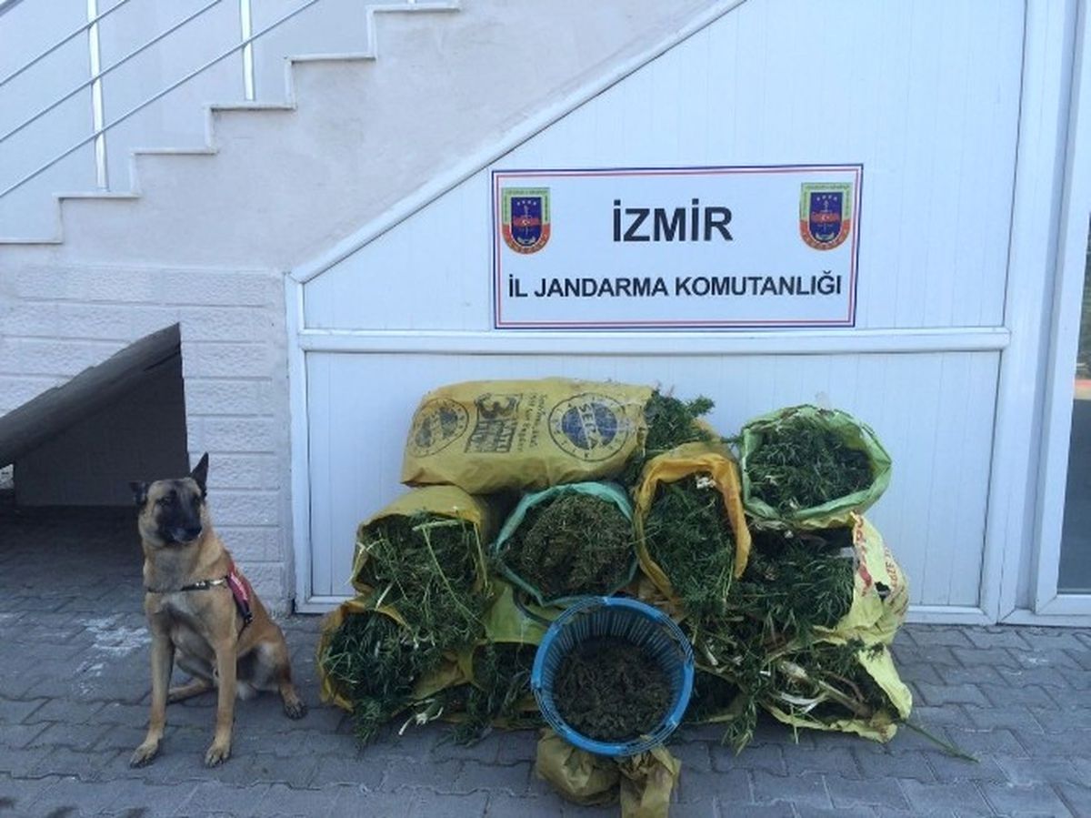 İzmir\'de 86 Kilo Esrar Ele Geçirildi