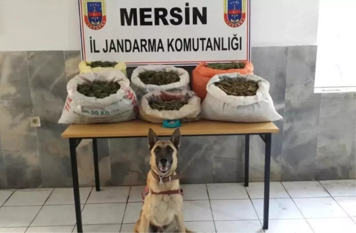 Mersin\'de Uyuşturucu Operasyonu