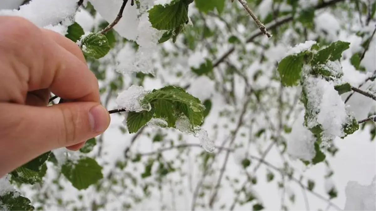 Meteorolojiden 5 İl İçin Zirai Don Uyarısı