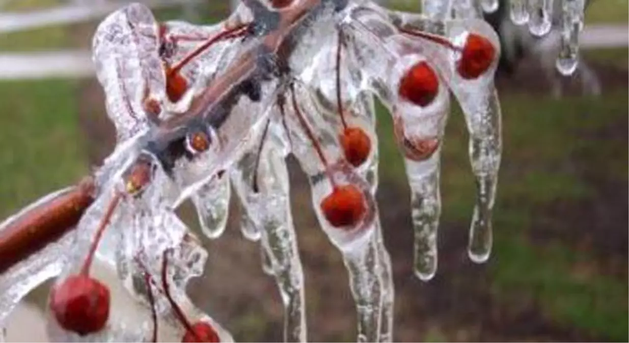 Meteorolojiden Zirai Don Uyarısı